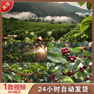 云南咖啡豆种植红青小粒麝香实拍农业基地园树风景4K高清视频素材