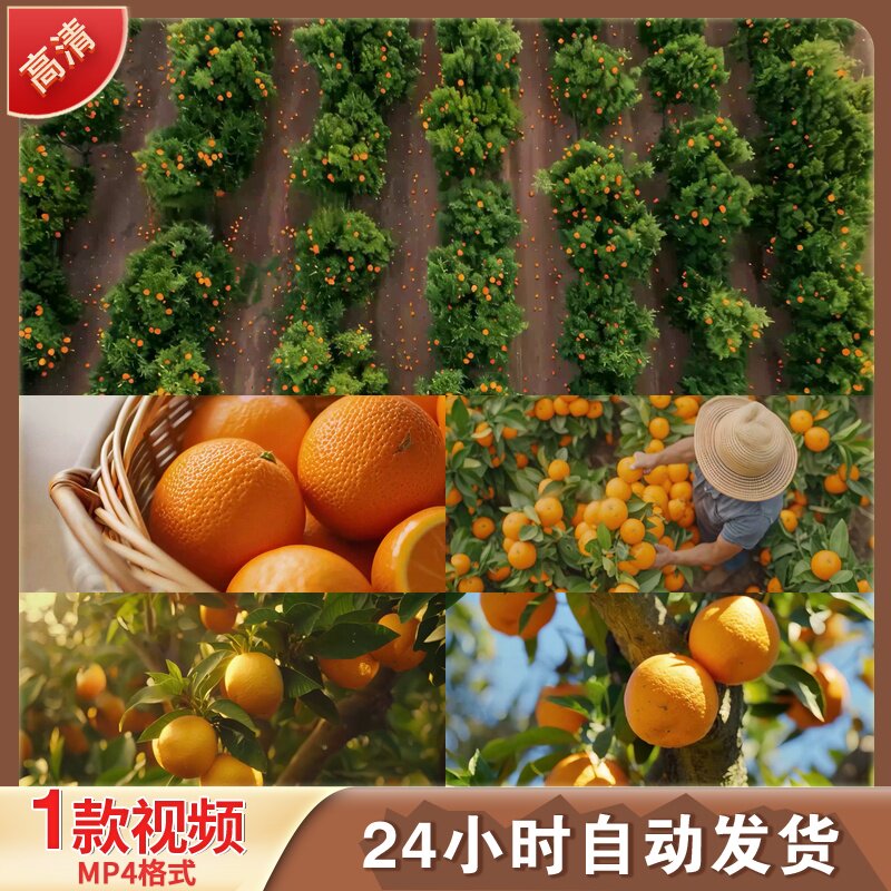 脐橙采摘秋收奉节赣南血橙硕果乡村振LED舞台背景视频剪辑素材