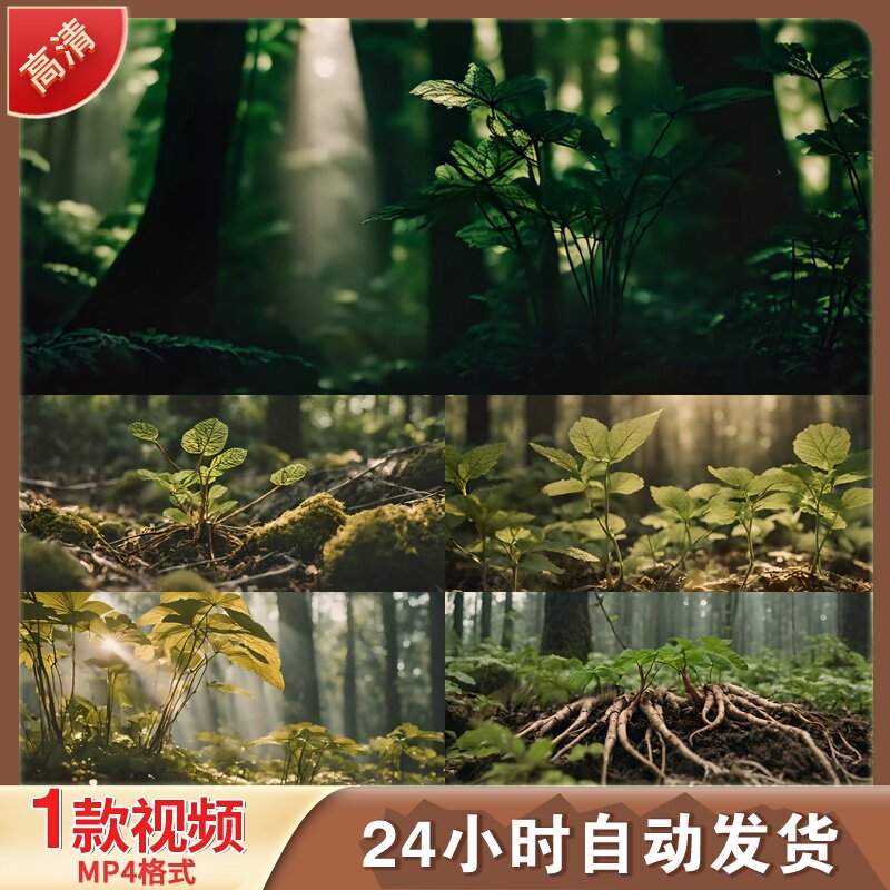 东北长白山野生人参中药材百草之王中医养生剪辑4K高清视频素材