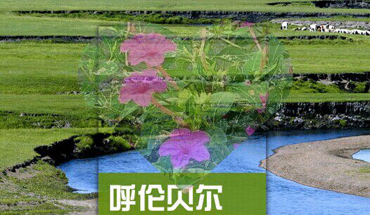 2026内蒙古呼伦贝尔旅游攻略图(电子版)自由行交通景点美食旅行