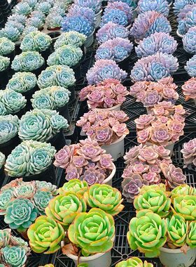 劳林 橙梦露 赫拉 彩虹糖 双头群生精品多肉云南控养精选发货