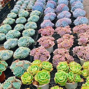 彩虹糖 赫拉 双头群生精品多肉云南控养精选发货 橙梦露 劳林