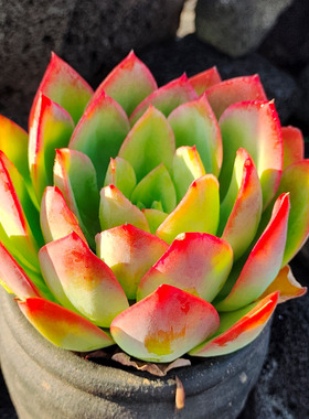 绮罗 单头 红色系控养系列经典老品种露养多肉植物阳台楼顶盆栽绿