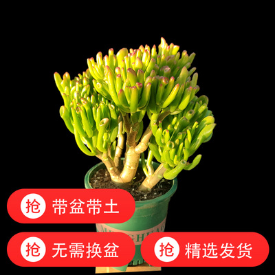 吸财树 带盆带土 带加仑盆发货 筒叶花叶 阳台办公桌养护大老桩