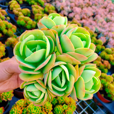 鸡蛋碧桃 桃之娇 鸡蛋玉莲群生多肉植物云南基地发货