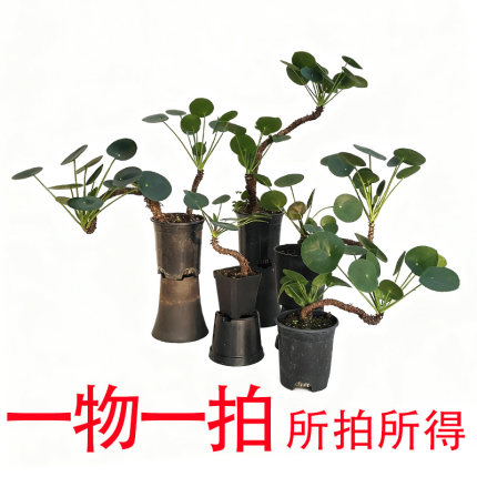 镜面草 造型老桩一物一拍 四季常绿亚灌木 茶台 办公室绿植盆栽