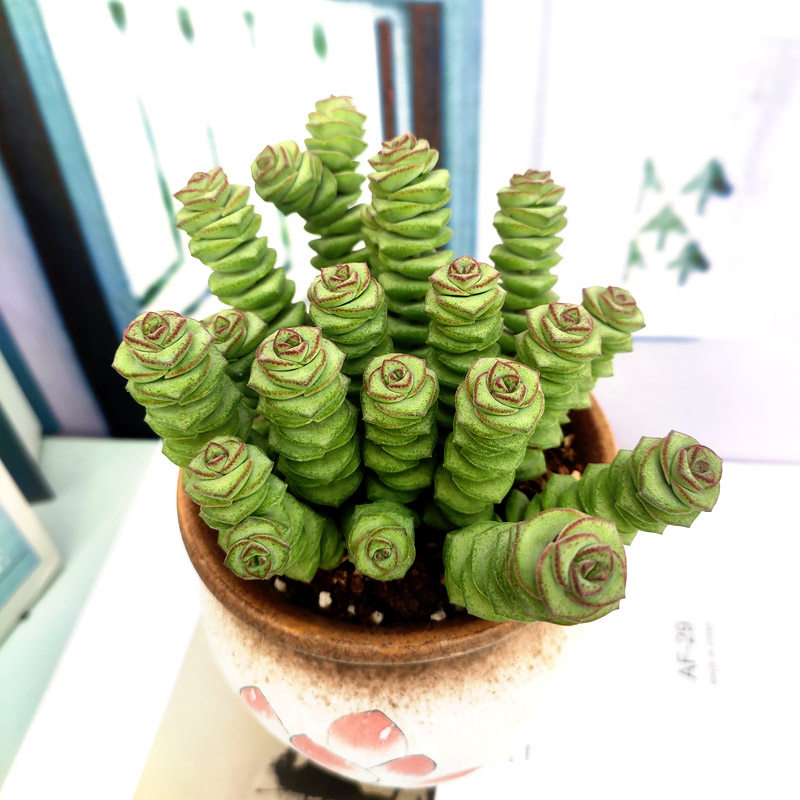 牡丹钱串  钱串子造型品质多肉植物原盆发货包邮古典花园