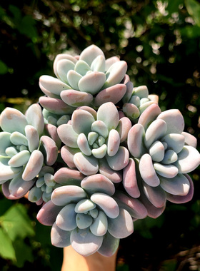 洛神 桃蛋和劳尔杂交品种紫色粉色系多肉植物窗台楼顶绿植盆栽