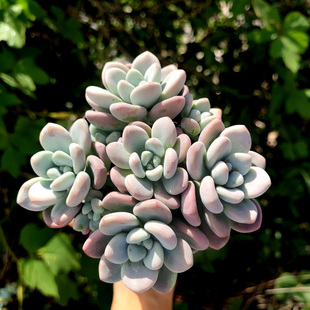 洛神 桃蛋和劳尔杂交品种紫色粉色系多肉植物窗台楼顶绿植盆栽