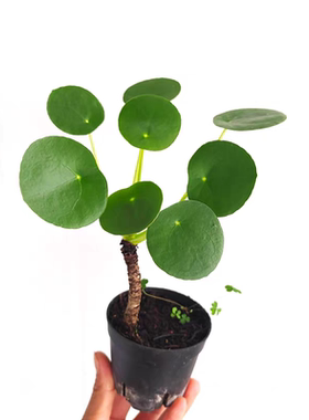 自产自销网红绿植盆栽