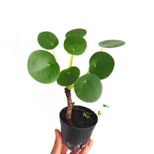 镜面草 ins网红北欧风 办公桌客厅书房意境绿植 室内观叶盆栽精品