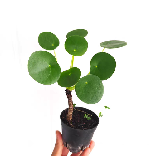 自产自销网红绿植盆栽