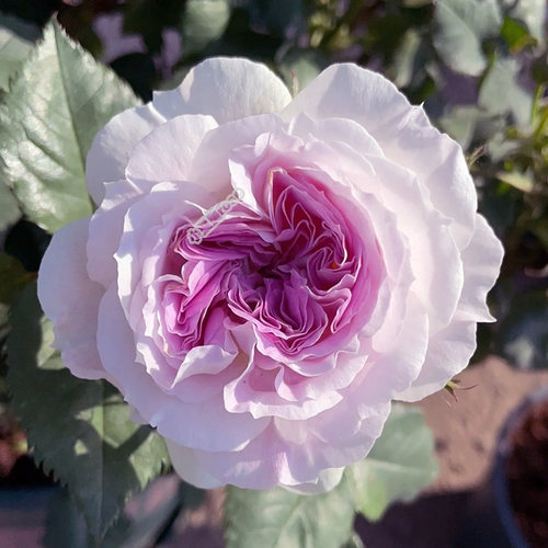 浓香大花玫瑰月季小星星耐寒热