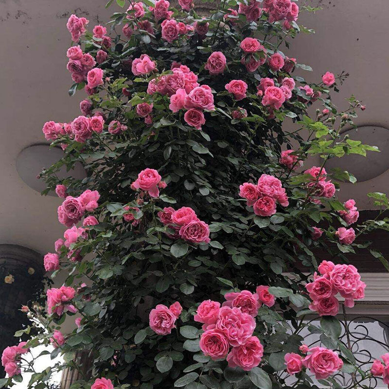 粉色达芬奇红葡萄酒黄金庆典玛格丽特王妃紫袍玉带自由精神爬藤花,鲜花速递/花卉仿真/绿植园艺,月季/蔷薇/玫瑰,淘宝优惠券,粉丝福利购,淘宝优惠卷