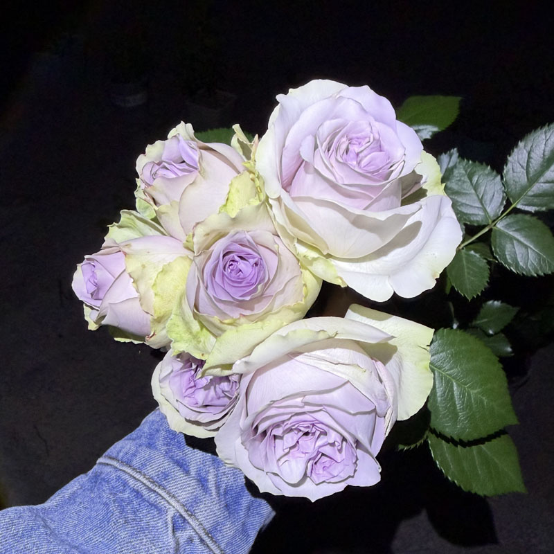水星王永恒露凝香首饰盒蓝紫色花