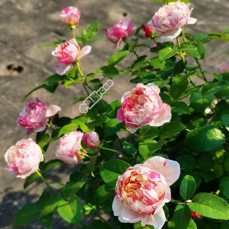 月季阳台庭院四多季耐热寒冷大香