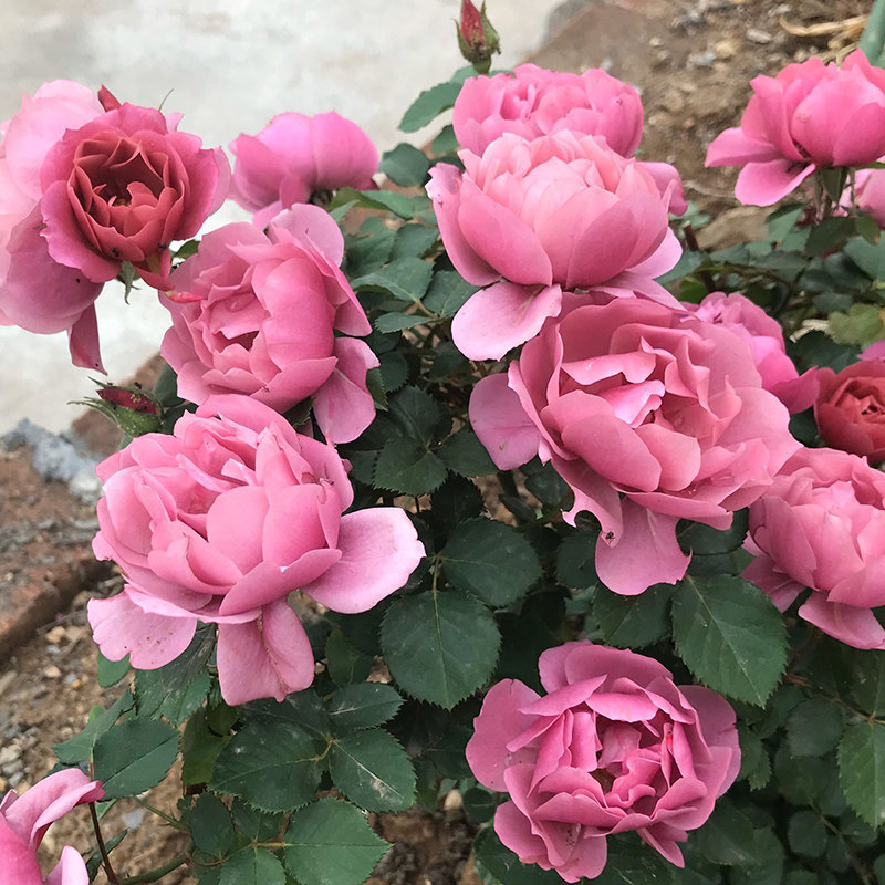 2008日系aoi葵四季勤花多头波浪边复古紫暗深红色月季小星星rose