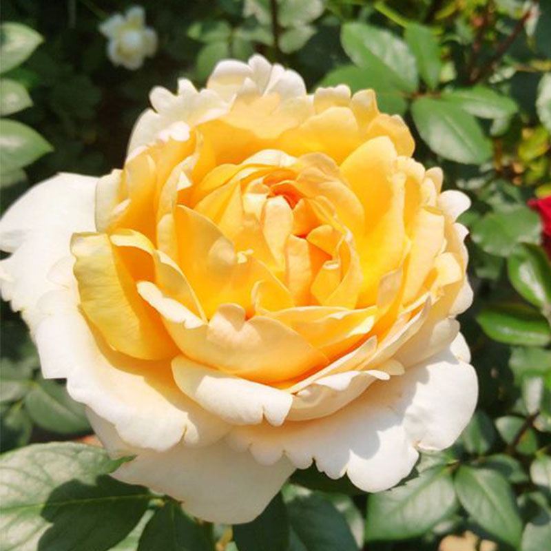 goldenyvespiaget金伊芙金色伯爵浓香大花seedlingsrose月季