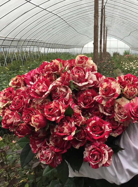 2006年法国JulioIglesias胡里奥红白黄条纹笑靥强香多玫瑰月季花