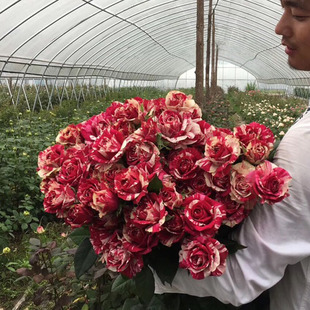 2006年法国JulioIglesias胡里奥红白黄条纹笑靥强香多玫瑰月季 花