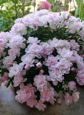 樱贝坂超感粉多头橙色芭比初妆春日恩典女王粉芍药芬芳欧珀宝石