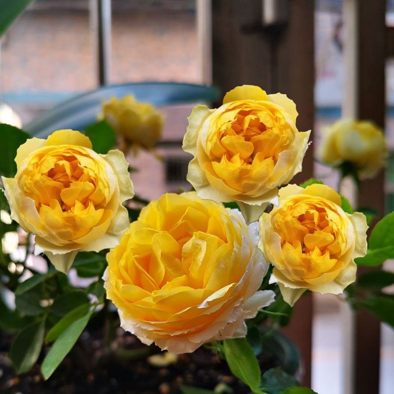 1976年德国canary富贵金丝雀鸟勤多丰花小空间阳台四季开花月季