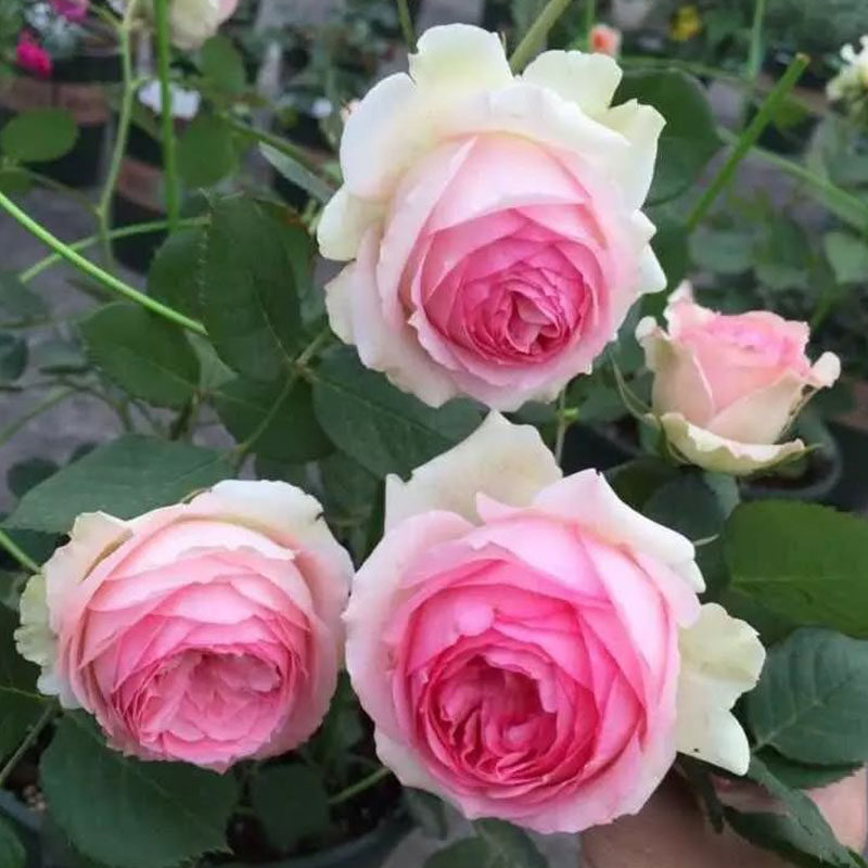 2014年德国FirstLady第.一夫人切花版四季开花粉龙阳台盆栽花