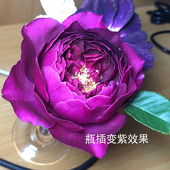 2013年日系Autumn rouge秋日胭脂四季 开花大浓香瓶插变紫红色玫瑰