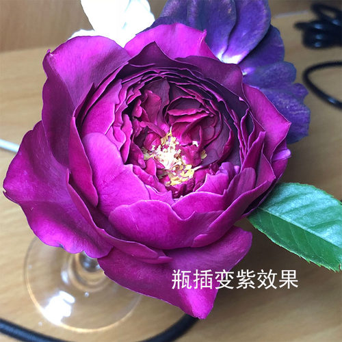 2013年日系Autumn rouge秋日胭脂四季开花大浓香瓶插变紫红色玫瑰