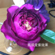 2013年日系Autumn rouge秋日胭脂四季 开花大浓香瓶插变紫红色玫瑰