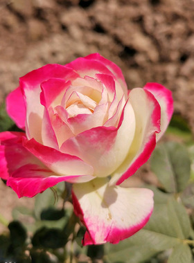 1977年美国Double Delight红双喜浓香水红白黄相间切花月季花苗