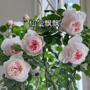 2013德国HerzoginChristiana公爵夫人克里斯蒂娜尘世天使粉红球花