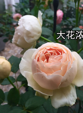 1995英国AustinJude the Obscure无名的裘德奥斯汀朱迪浓香大包花