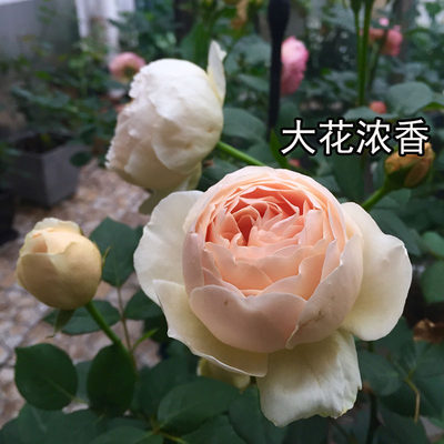 大花浓香阳台院子月季小星星rose