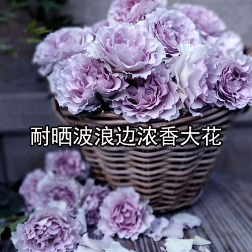 多花盆栽四多季开阳台院子浓香