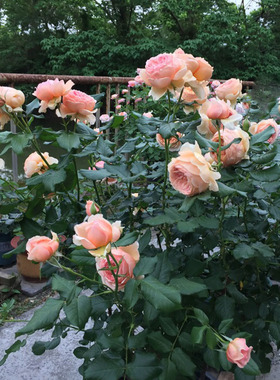 2009年日系培育Teizo Yoshiike真宙橙色与杏粉色混合浓香玫瑰花苗