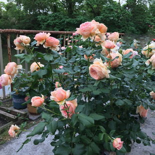 2009年日系培育Teizo Yoshiike真宙橙色与杏粉色混合浓香玫瑰花苗