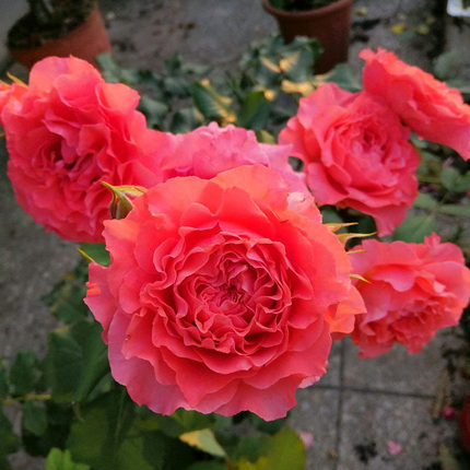 2011Corail gelee珊瑚果冻耐热抗病波浪大花强香海的花园月季花