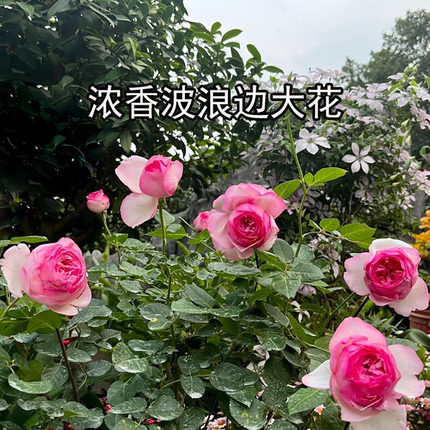 2015日系ネオシャローチェリcherry 伊芙新浅樱桃浓香阳台盆大花