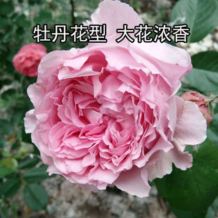 オルガンティーYvesOrgantino伊芙马蒂诺风琴奥尔牡丹花型月季 花