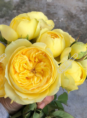 日系カタリナCatarina凯卡特琳娜玫瑰香明黄色包子切花玫瑰花苗