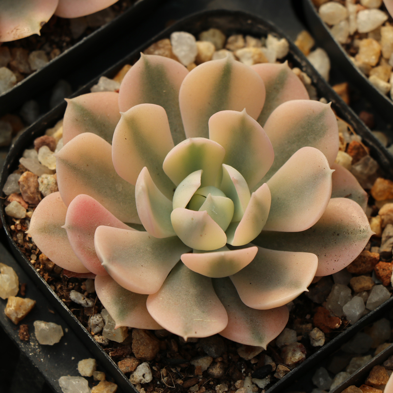 鲁氏锦多肉植物 肉肉植物 盆栽植物办公室内多肉萌肉肉小盆栽花卉