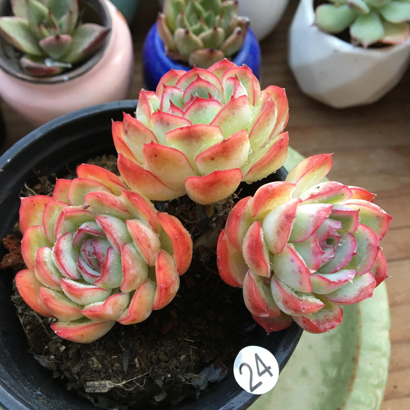 橘子冰多头群生多肉植物 控养型萌肉肉室内花卉组合盆栽 一物一拍