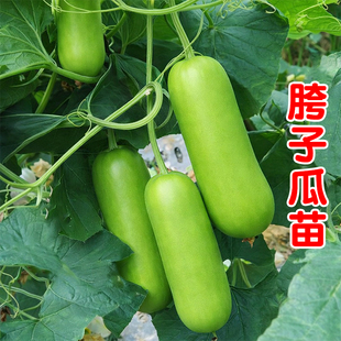 瓠瓜苗瓠子瓜苗超嫩肉厚短棒南瓜苗砍瓜苗葫芦苗四季高产种幼秧苗