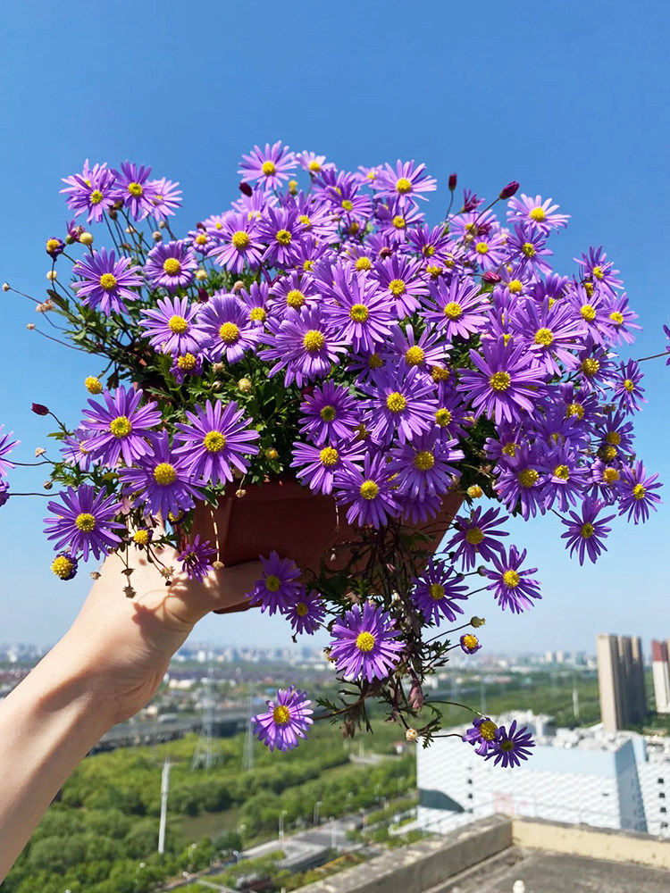 姬小菊花苗盆栽花卉植物室内外阳台庭院四季开花菊花苗好养易活