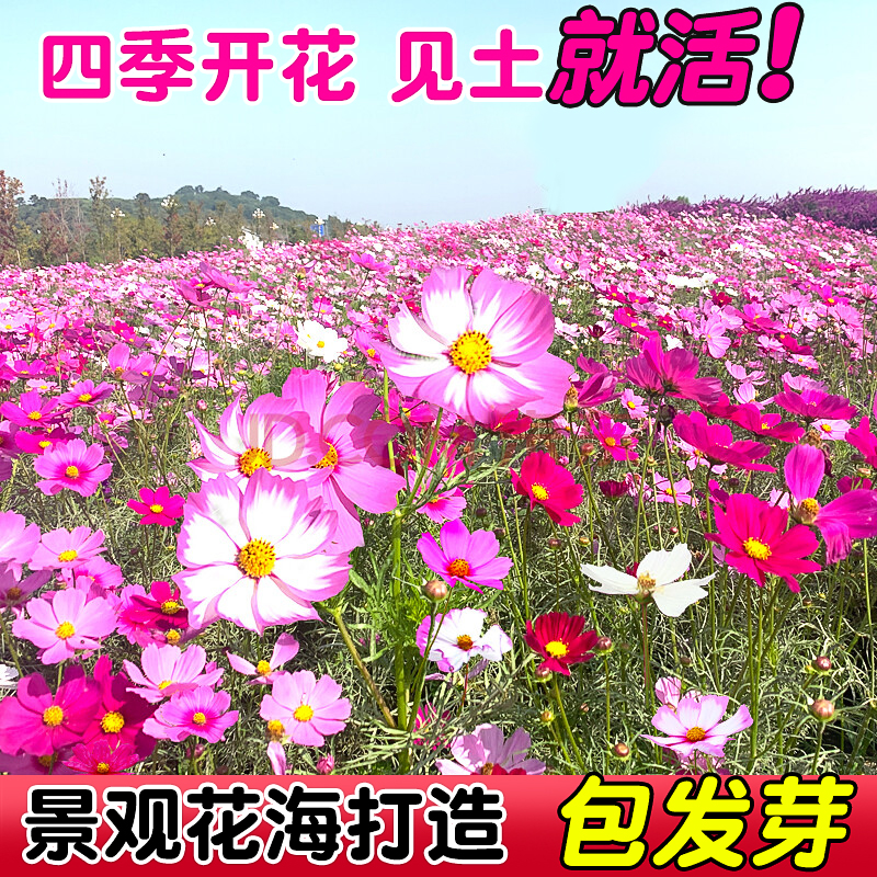 四季花种子格桑花不活包赔