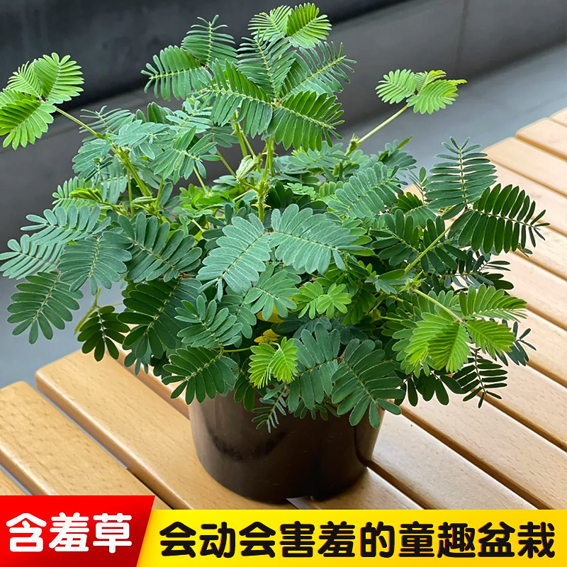 含羞草盆栽害羞草花种子室内阳台绿植物种苗趣味花卉种籽四季常青