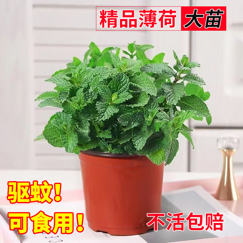 盆栽薄荷苗可食用四季春秋多年生图片