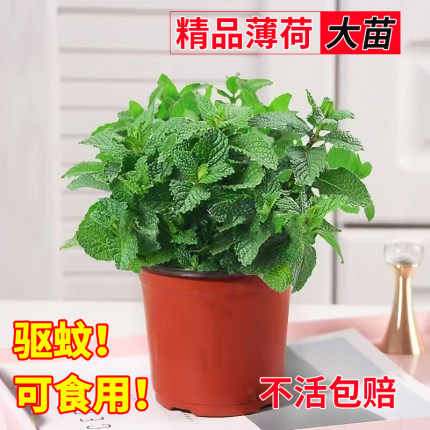 盆栽薄荷苗可食用薄荷叶四季春秋多年生室内阳台驱蚊草留兰香种子
