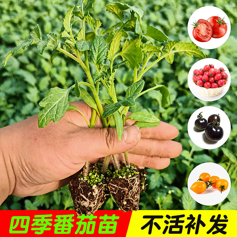 番茄秧苗西红柿苗千禧圣女果普罗旺斯蔬菜苗老品种番茄沙瓤西红柿